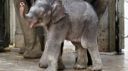 Fotografija prvog slona u tokijskom zoo-u koji je nakon 138 godina ispunjenih neuspjesima rođen u zatočeni&scaron;tvu/Foto: Tokyo Zoological Park Society