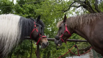 Neki od OPG-ovaca s daruvarskog područja od dobivenog su iznosa kupili konje/Foto: Ivana Nobilo/CROPIX