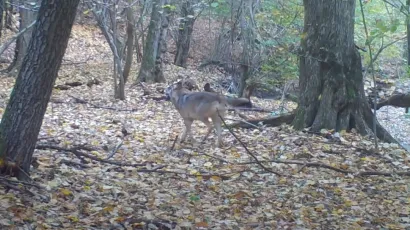 Vuk se vratio na područje Parka prirode Papuk nakon 60 godina/Foto: Park prirode Papuk