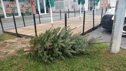 Na području Grada Bjelovara odvoz božićnih drvaca posebnim vozilima biti će u periodu od četvrtka 7. siječnja, pa sve do srijede 13. siječnja.