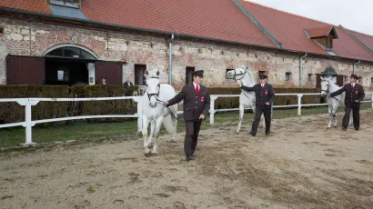 Ergela Lipik imala je značajnu ulogu u razvoju konjogojstva u Hrvatskoj, a posebno u uzgoju lipicanaca/Foto: Vlado Kos/Cropix