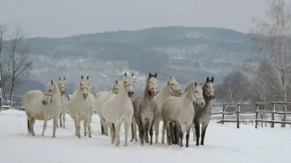 Lipicaneri uživaju u zimskim radostima/Foto: Compas.hr