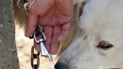 Starac se iživljavao nad svojim vlastitim psom/ Foto: Branislav Grgurović/CROPIX (ilustracija)