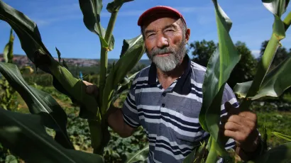 Ispitivanje kvalitete kukuruzne silaže Bjelovarsko-bilogorska županija će financirati u iznosu od 300
kuna po uzorku/Foto: Duje Klarić/CROPIX (ilustracija)