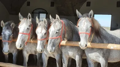 Državna ergela Lipik/Foto: Facebook