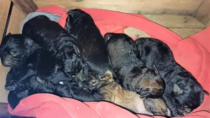 Ovo su &scaron;tenci koji su uspjeli preživjeti nakon &scaron;to ih je neki monstrum žive zakopao / Foto: Veterinarska stanica Bjelovar