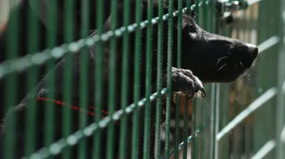Vlasnica će platiti kaznu jer je držala psa bez nadzora/
Foto: Duje Klarić/CROPIX (ilustracija)