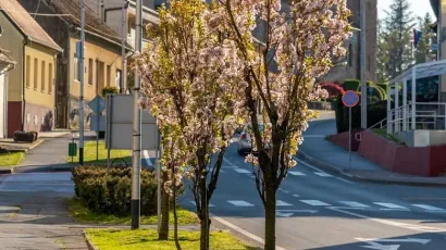 U gradu Čazmi zasađeno je desetak mladih drvoreda/Foto: Grad Čazma