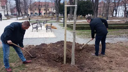 Bjelovarski gradonačelnik Dario Hrebak prilikom sadnje novih stabala divljeg kestena u gradskom parku/ Foto: Deni Marčinković