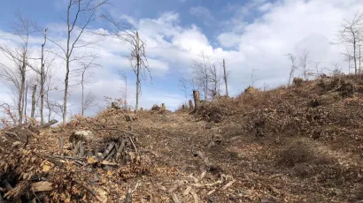 Ovako danas izgleda dio &scaron;ume na Petrovom vrhu/Foto: Mojportal.hr