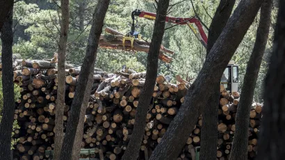 Radnik Hrvatskih šuma smrtno je stradao tijekom rušenja stabala/Foto: Josko Ponos/CROPIX(ilustracija)