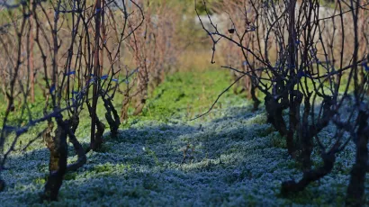 Mraz/Foto: Nikolina Vuković Stipaničev/&Scaron;ibenski list/CROPIX