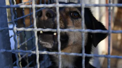 Budući da je pas bio bez nadzora, vlasnik mora platiti kaznu/Foto: Damir Krajač/CROPIX 8ilustracija)
