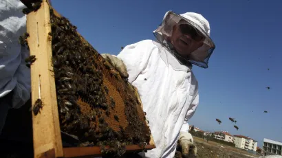 Pčele i med su ukradene u razdoblju od 28. lipnja do 7. srpnja/Foto: Srećko Niketić/ CROPIX (ilustracija)