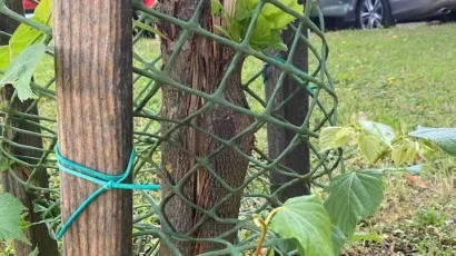 O&scaron;tećena lipa/Foto: H&Scaron;D ogranak Bjelovar