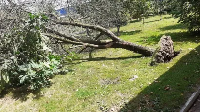 I&scaron;čupano drvo na grubi&scaron;nopoljskom području/Foto: Facebook &Scaron;andor Toth