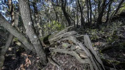 Nesretan je čovjek iz Trojstvenog Markovca poginuo u vlastitoj &scaron;umi/Foto: Bozidar Vukicevic/CROPIX (Ilustracija)