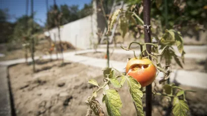 Na području općine &Scaron;androvac zbog su&scaron;e je progla&scaron;ena prirodna nepogoda/Foto: Ante Cizmic/CROPIX (Ilustracija)