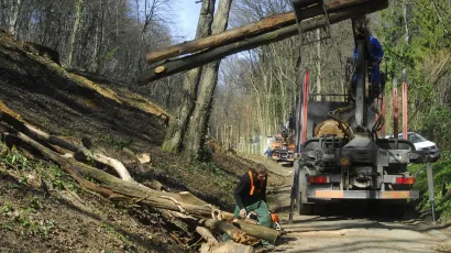 U manje od mjesec dana lopov sru&scaron;io i odvezao čak 33 stabla iz državne &scaron;ume/Foto: Milivoj Keber/CROPIX (Ilustracija)