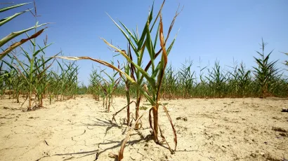 Su&scaron;a je nanijela velike &scaron;tete poljoprivrednicima u Bjelovarsko-bilogorskoj županiji/Foto: Vlado Kos/Cropix (ilustracija)