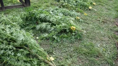 Ovo su stabljike koje su pronađene kod 70-godi&scaron;njaka iz okolice Bjelovara/Foto: PU bjelovarsko-bilogorska