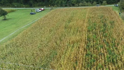 Policija je polje kukuruza s posađenom indijskom konopljom snimila dronom/Foto: PU bjelovarsko-bilogorska