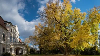 Dvorac grofa Jankovića i stablo ginka ispred njega/Foto: TZ Daruvar Papuk/Predrag Uskoković