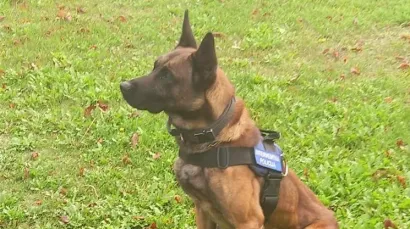 Policijski pas Rocky u službene redove policije do&scaron;ao je prije 14 dana/Foto: PU bjelovarsko-bilogorska