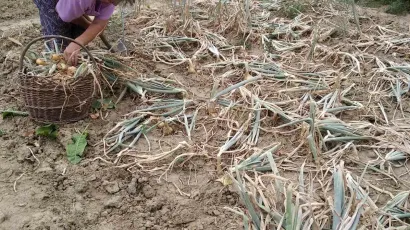 Ako treba vaditi luk, žene zaposlene putem programa "Zaželi" su i to radile/Foto: Zaželi