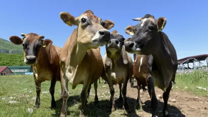 Rje&scaron;enje neki vide u tome da krave nose maske i jedu če&scaron;njak i citruse/Foto: Darko Tomas/CROPIX