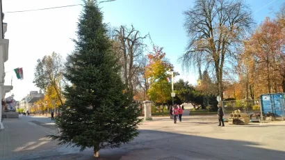 Veliki bor na gradskom korzu/ Foto: Deni Marčinković