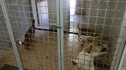 Skloni&scaron;te za životinje/Foto: Pakrački list