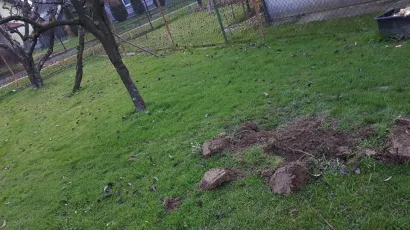 Ukupno su nestale četiri sadnice/ Foto: Privatni album