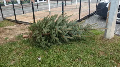 Božićna drvca odložite na za to predviđena mjesta/ Foto: Deni Marčinković