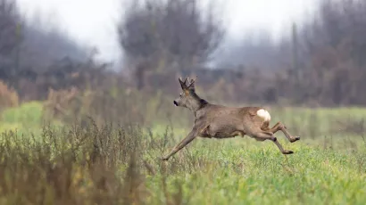 Srneća divljač najče&scaron;će stradava na cestama Pože&scaron;ko-slavonske županije/Foto: Vlado Kos/CROPIX