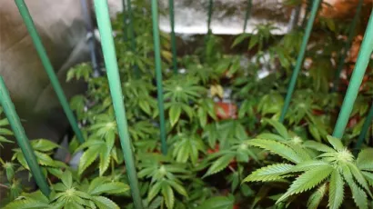Policija je u kući prona&scaron;la vi&scaron;e od 90 stabljika marihuane/Foto: MUP RH