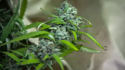 Pronađena indijska konoplja poslana je na analizu u Centar za kriminalistička vje&scaron;tačenja/Foto: Danijel Bartolić/CROPIX (ilustracija)