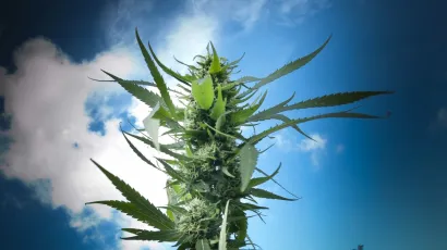 Marihuana/Foto: Tom Dubravec/CROPIX (ilustracija)<br><br><br><br><br><br><br><br><br><br><br><br><br><br><br><br><br><br><br><br>