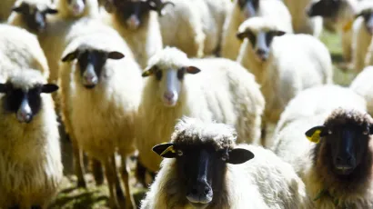 Ovce su napadnute u dvori&scaron;tu/Foto: Darko Tomas/CROPIX (ilustracija)