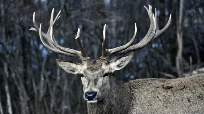 Jelen je ubijen/Foto: Boris Kovačev/CROPIX (ilustracija)