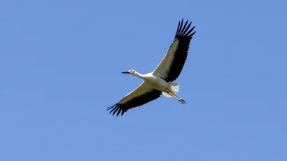 Foto: Davor Pongracic/CROPIX (ilustracija)