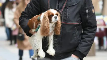 Dođite u daruvarsku knjižnicu na promociju knjige Kako psi komuniciraju/Foto: Josip Moler/CROPIX (Ilustracija)