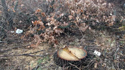 Foto: B. Slavica/Cropix (ilustracija)