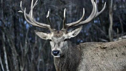 Foto: Boris Kovacev/CROPIX (ilustracija)