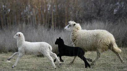 Ovce su ukradene iz ograđenog tora/Foto: Jure Mi&scaron;ković/CROPIX (ilustracija)