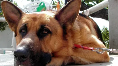 Pas je u vlasni&scaron;tvu bake stradale 5-godi&scaron;njakinje/Foto: Tea Cima&scaron;/CROPIX (ilustracija)