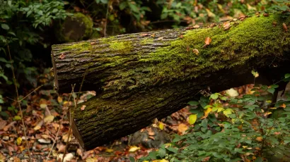 U tri dana netko je 73-godii&scaron;njaku sru&scaron;io i odvezao vi&scaron;e od 40 stabala iz &scaron;ume/Foto: Nera Simic/CROPIX