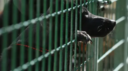 Vlasnica će platiti kaznu jer je držala psa bez nadzora/<br>Foto: Duje Klarić/CROPIX (ilustracija)