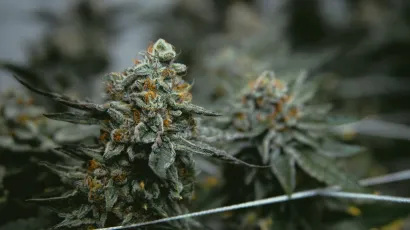 Ova bi promjena klasifikacije kanabisa mogla značiti olak&scaron;avanje istraživanja kori&scaron;tenja marihuane u medicinske svrhe/Foto: Unsplash<br><br>