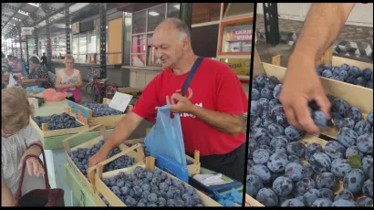 Sezona &scaron;ljiva trajat će sve do kraja rujna, a upravo dolaze &scaron;ljive idealne za pekmeze/Foto: Martina Čapo